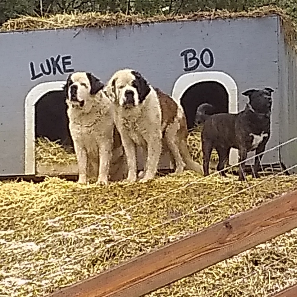 Meet your Posher, Susanna